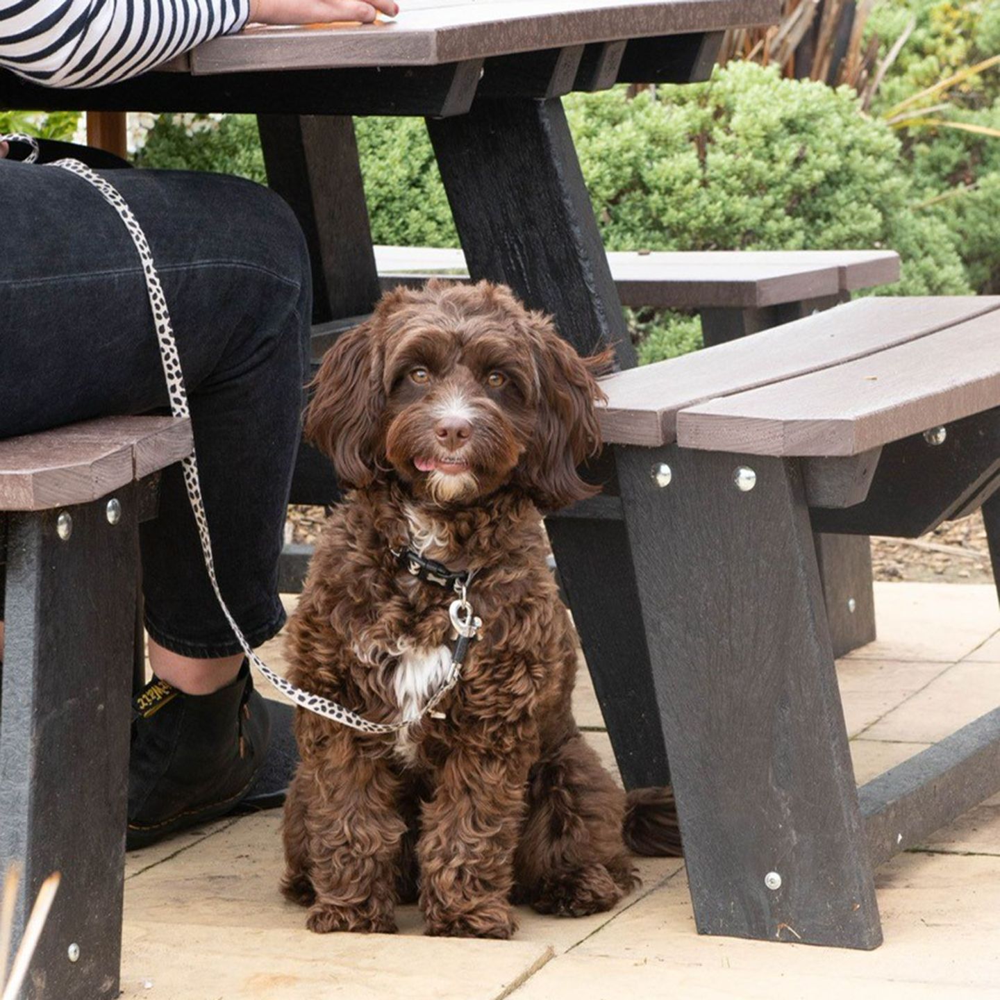 Your local dog friendly pub in Bracebridge Lincoln